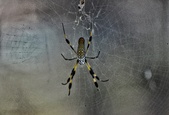 Enlarge photo 23