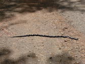 Enlarge photo 95