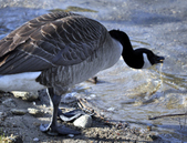 Enlarge photo 26