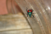 Enlarge photo 136