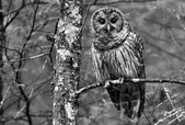 Enlarge photo 113