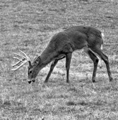 Enlarge photo 122