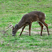 Enlarge photo 123