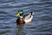 Enlarge photo 30