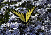 Enlarge photo 52