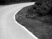 Enlarge photo 70