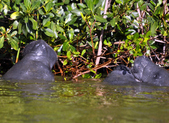 Enlarge photo 51