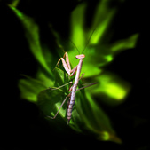 Enlarge photo 110
