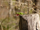 Enlarge photo 92