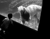 Enlarge photo 77