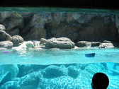 Enlarge photo 82