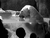 Enlarge photo 74