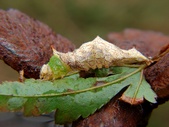 Enlarge photo 108