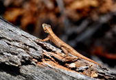 Enlarge photo 43