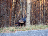 Enlarge photo 83