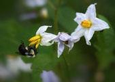 Enlarge photo 13