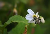 Enlarge photo 17