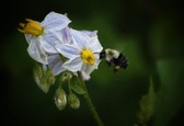 Enlarge photo 21