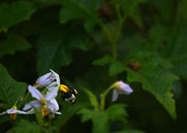 Enlarge photo 25
