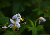 Enlarge photo 26