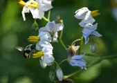 Enlarge photo 41