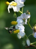 Enlarge photo 4