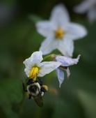 Enlarge photo 42