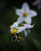 Enlarge photo 46