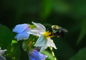 Enlarge photo 51