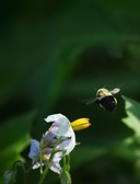 July 2023 Bees Please!