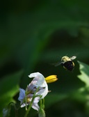 Enlarge photo 50