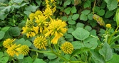 Enlarge photo 36