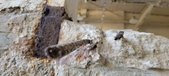 Enlarge photo 279