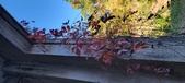 Enlarge photo 236