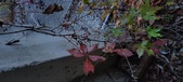 Enlarge photo 235
