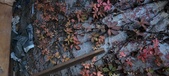 Enlarge photo 229