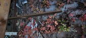 Enlarge photo 230