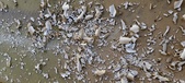 Enlarge photo 102