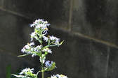 Enlarge photo 326