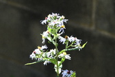 Enlarge photo 327