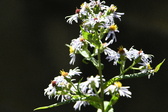 Enlarge photo 328
