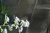 Enlarge photo 329