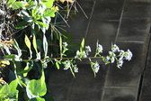 Enlarge photo 330