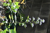 Enlarge photo 331