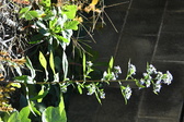 Enlarge photo 332