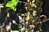 Enlarge photo 333