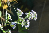 Enlarge photo 335
