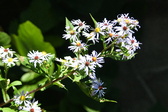 Enlarge photo 336