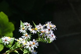 Enlarge photo 337