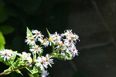 Enlarge photo 338